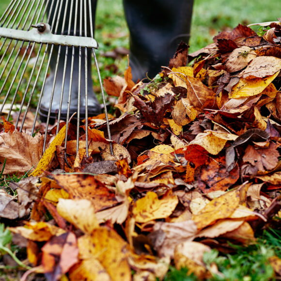 Feast Under the Foliage:  Tips to Spruce Up Your Yards for a Memorable Holiday Season