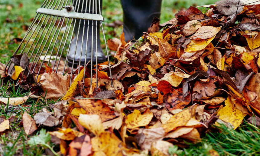 Feast Under the Foliage:  Tips to Spruce Up Your Yards for a Memorable Holiday Season