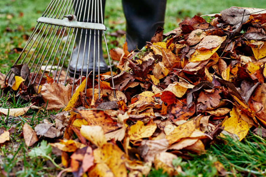 Feast Under the Foliage:  Tips to Spruce Up Your Yards for a Memorable Holiday Season