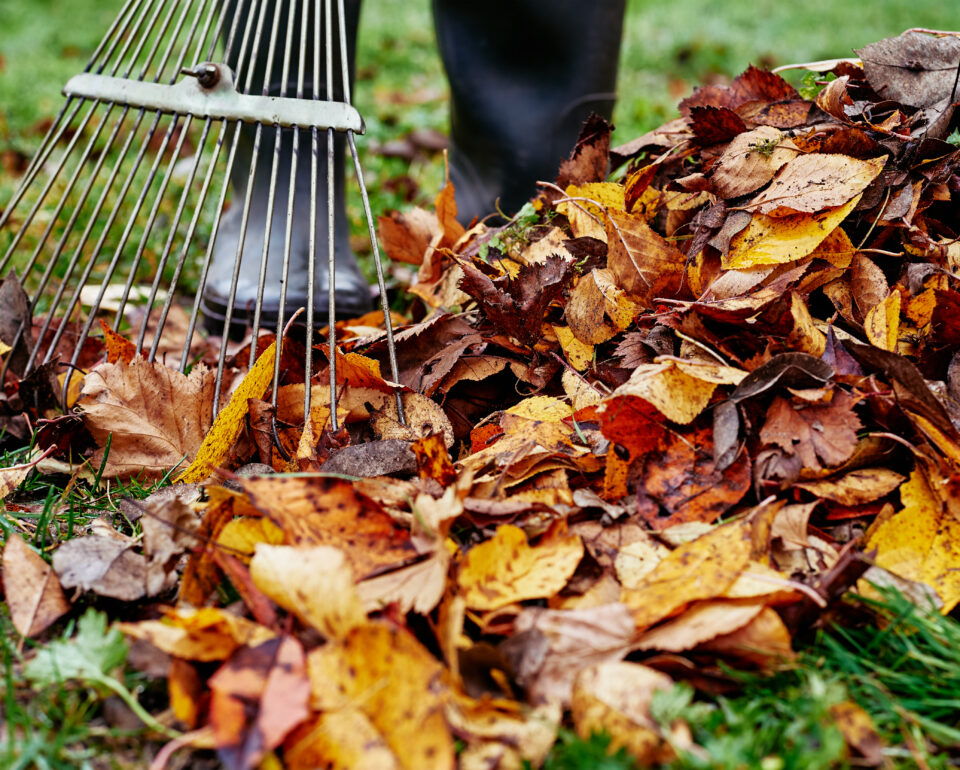 Feast Under the Foliage:  Tips to Spruce Up Your Yards for a Memorable Holiday Season